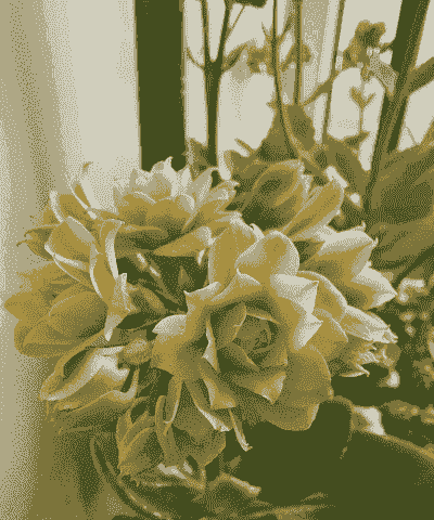 长寿花夏天能晒太阳吗