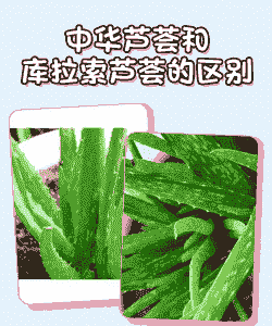 芦荟喜欢阳光还是喜欢阴的地方