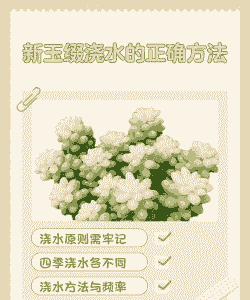 新玉缀怎么管理