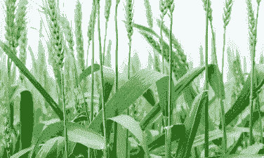 小麦是单子叶植物还是双子叶植物