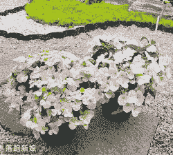 落跑新娘一年开几次花