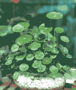 铜钱草开过花以后需要处理吗