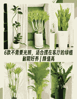 不喜光的室内盆栽花卉