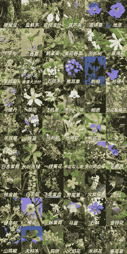 农村常见的50种野花野草