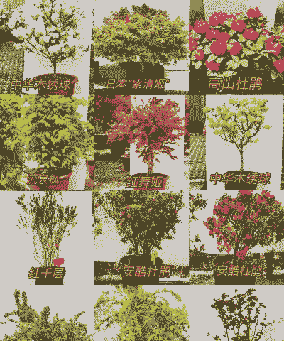 北方庭院种植10种常见花卉