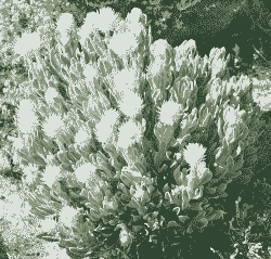 毛茸茸耐旱的花有哪些