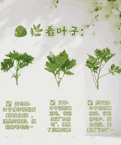 艾草喜阴还是喜阳