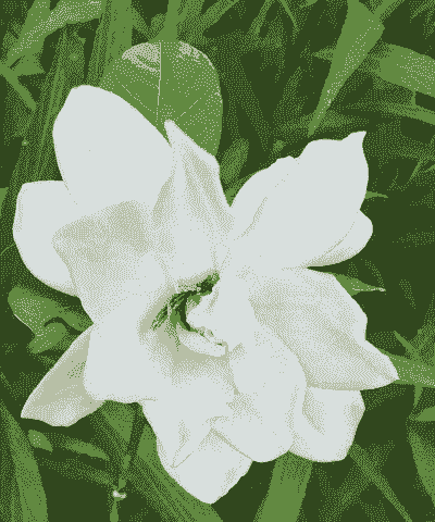 白蟾花有毒吗能室内养吗