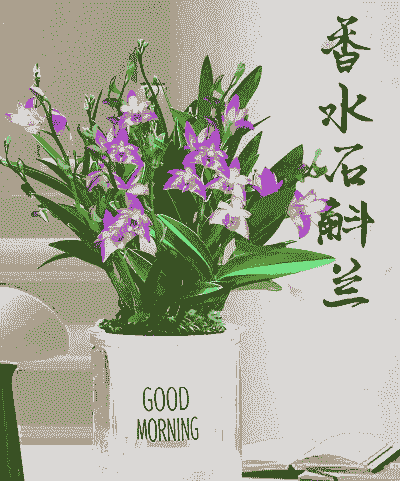 香水石斛兰适合室内养吗