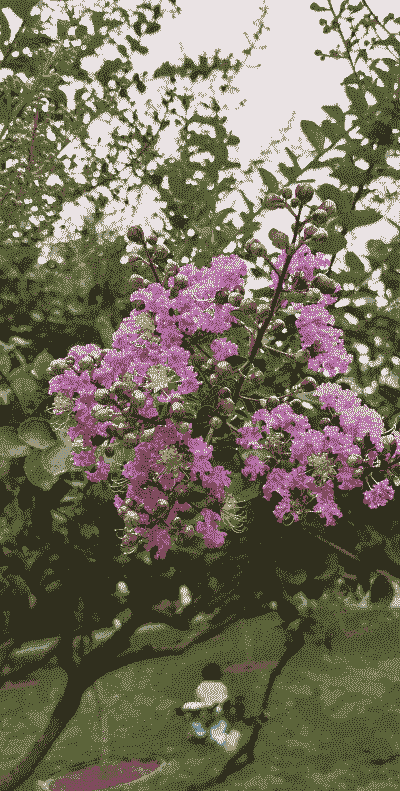 紫薇是乔木还是灌木