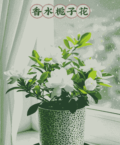 桅子花可以放在卧室吗