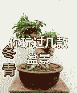 盆景七贤是哪几种