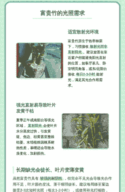 富贵竹能晒太阳吗