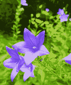 夏天有什么花开放