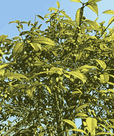 桂花树结果子可以吃吗