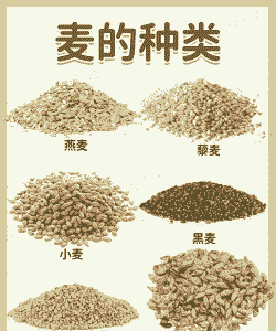 小麦品种有哪些