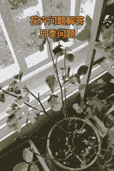 月季水大闷根的表现