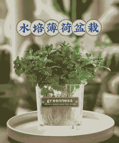 薄荷土培转水培行不行