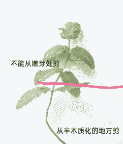 薄荷怎么水培转土培