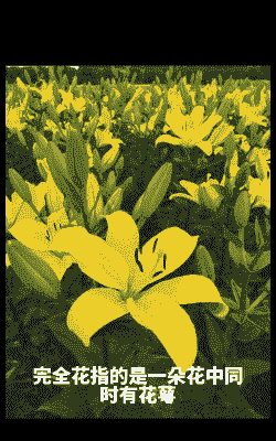 百合花是完全花还是不完全花