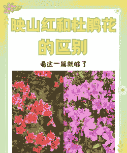 杜鹃花是映山红吗