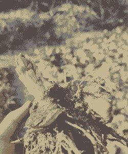 百合花不挖第二年会发芽吗