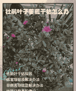 杜鹃花叶子全部干枯还能活吗