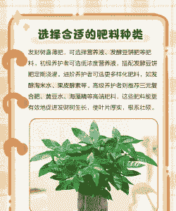 发财树浇什么肥料可枝叶旺盛