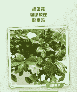 枝枝花可以放睡房吗