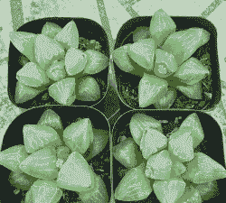 多肉贵货有哪些品种