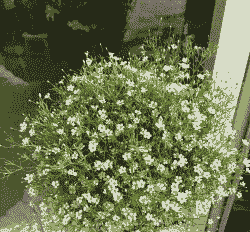 满天星放在卧室对身体有害吗