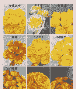 黄颜色的玫瑰是什么