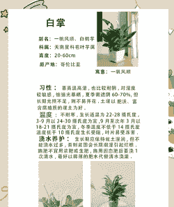 绿植一帆风顺怎么养