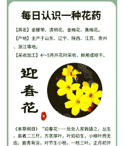 迎春花象征着什么意义