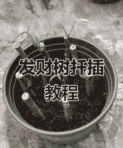 发财树的扦插方法