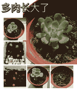 多肉扦插时间和方法