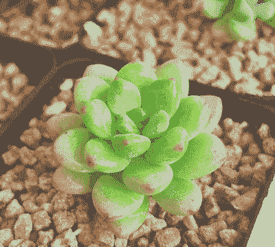 多肉长什么样子