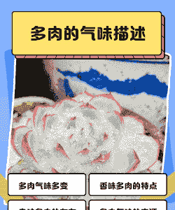 多肉的气味