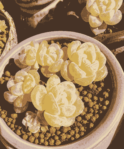 多肉冻硬了还能活吗