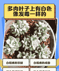 多肉上有一层像白雾的东西是什么