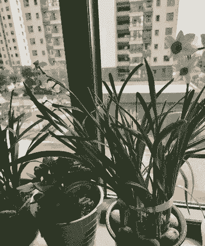 水仙花能晒太阳吗