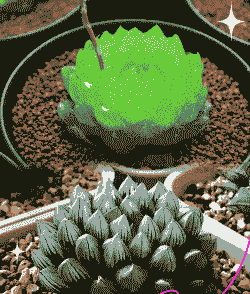 玉露怎么养才能饱满通透