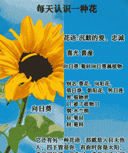 向日葵花的花语