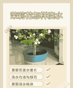 茉莉花多久浇一次水