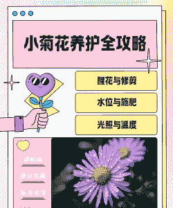 盆栽小菊花怎么养