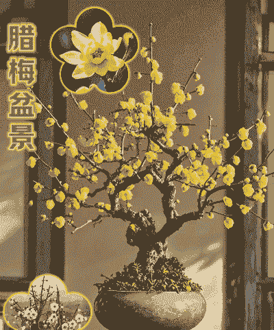 腊梅适合种在院子里吗