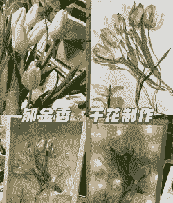 郁金香干花制作方法