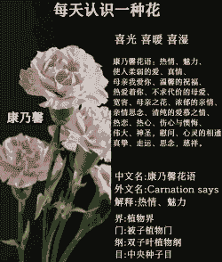 康乃馨的花语是什么呀