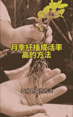怎么扦插月季花成活率高