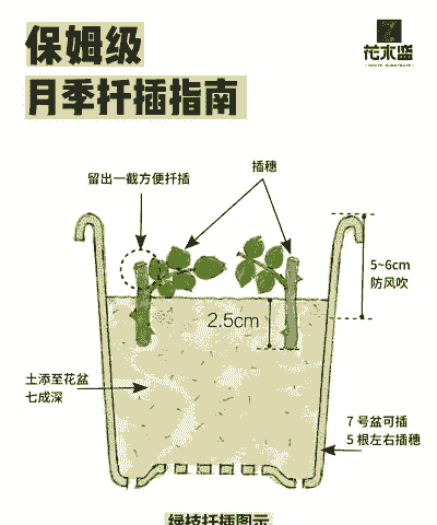 月季花怎样插枝容易活